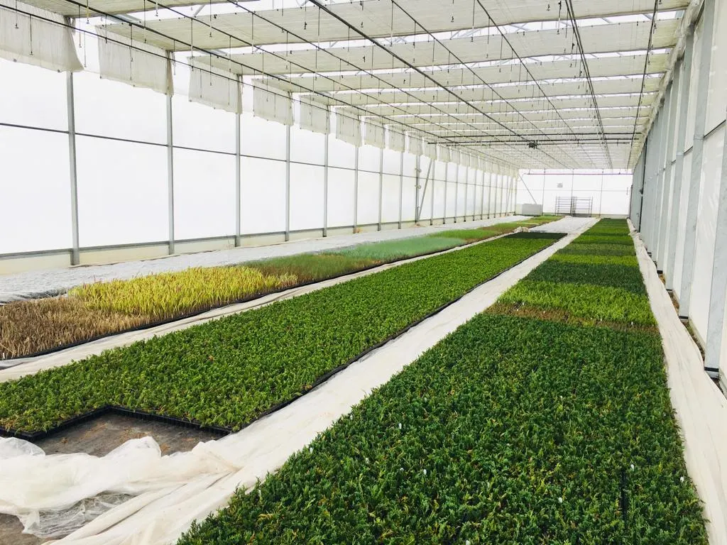 Vaade Marcinków 4 puukoolist