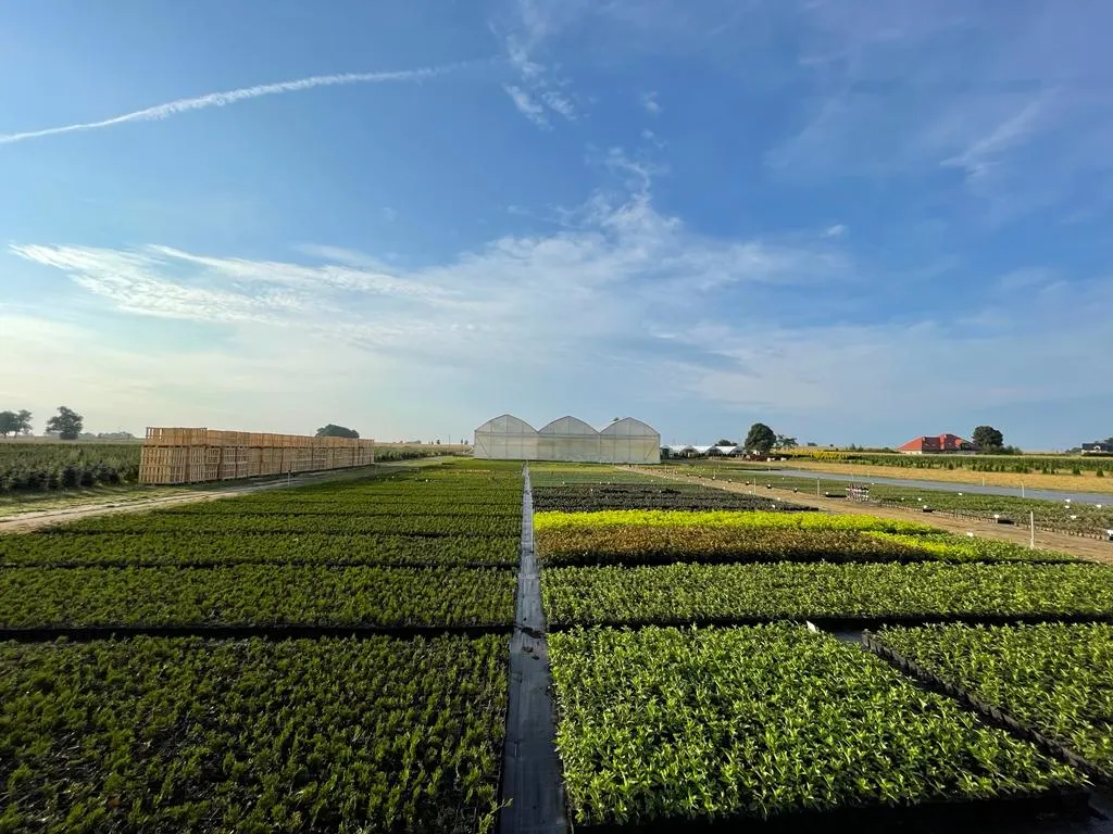 Vaade Marcinków 6 puukoolist