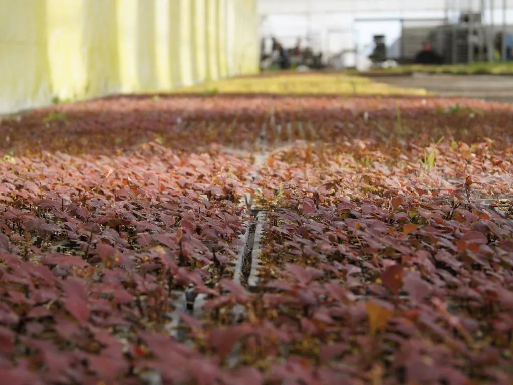 Vaade Marcinków 7 taimeaiast