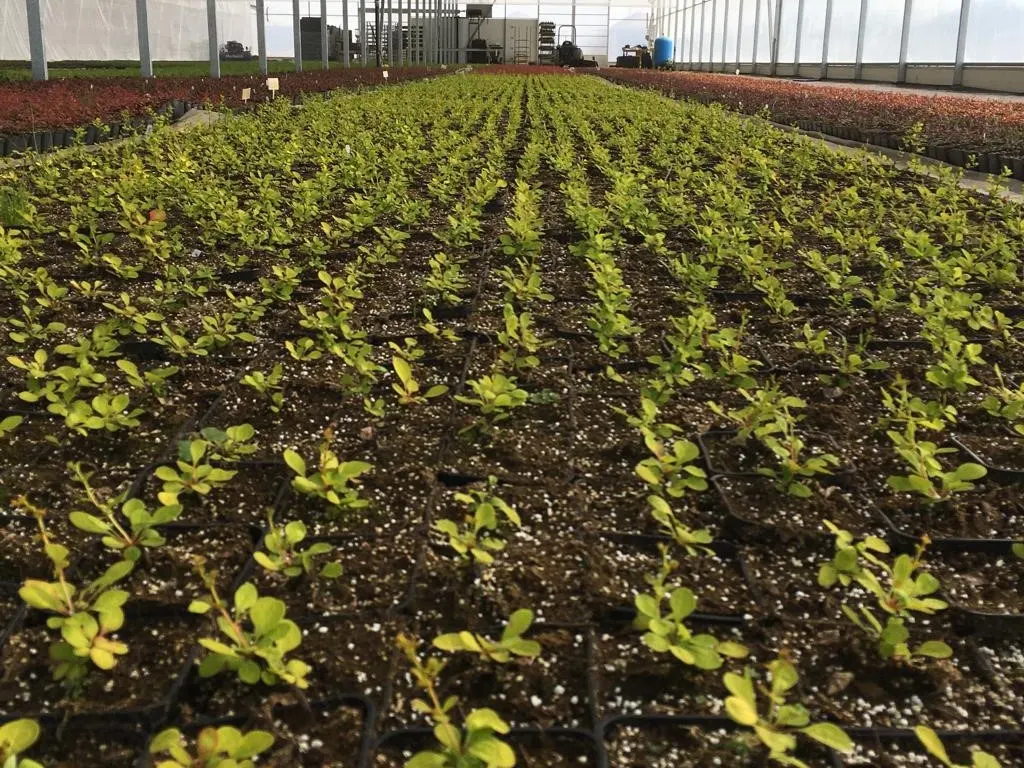 Vaade Marcinków 8 taimekasvatusest