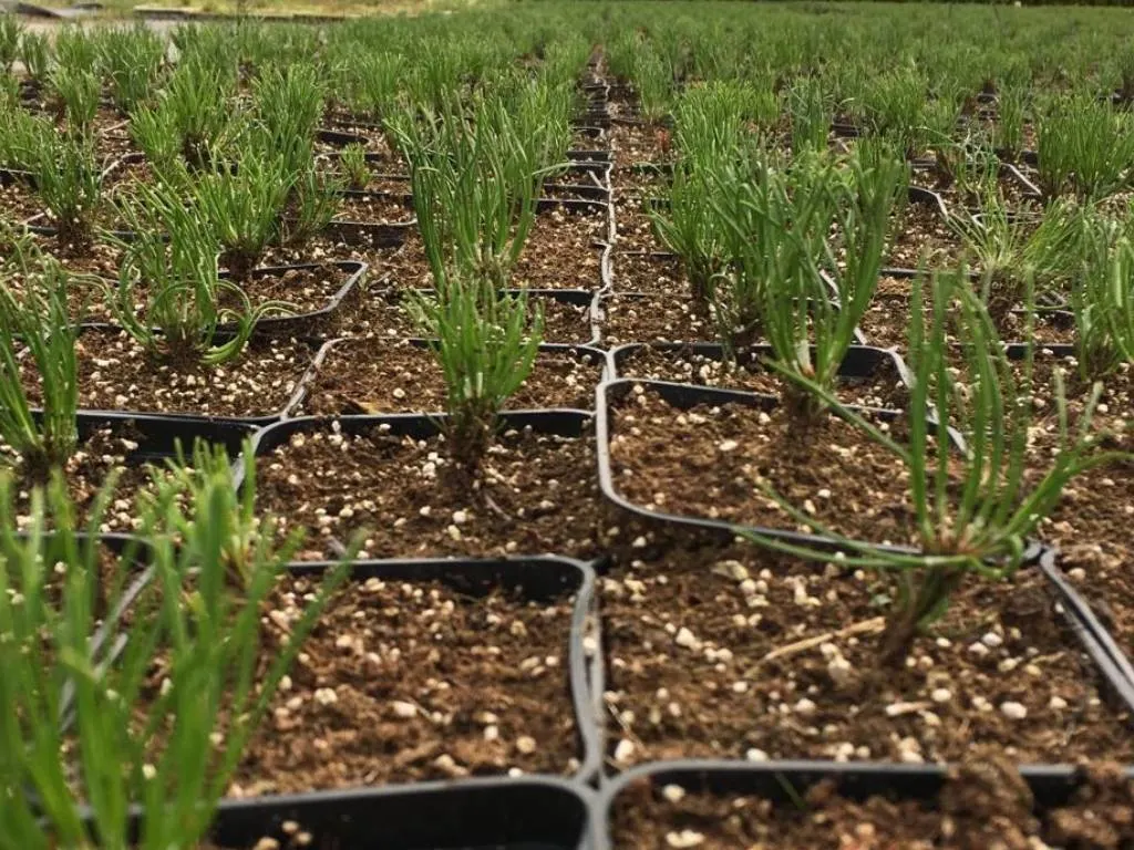 Vaade Marcinków 9 puukoolist