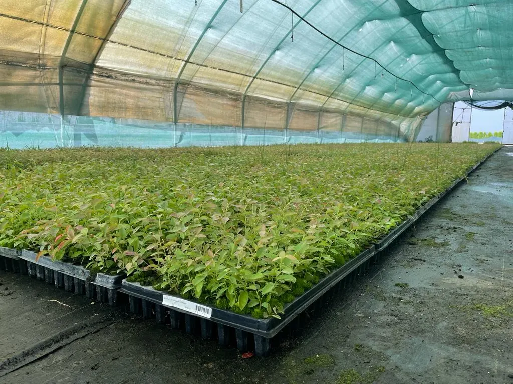 Vaade Marcinków 12 lasteaiast